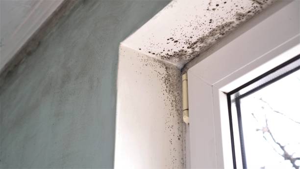 Best Attic Mold Removal  in Breckenridge, CO