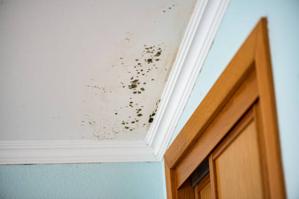 Best Fast Mold Removal  in Breckenridge, CO