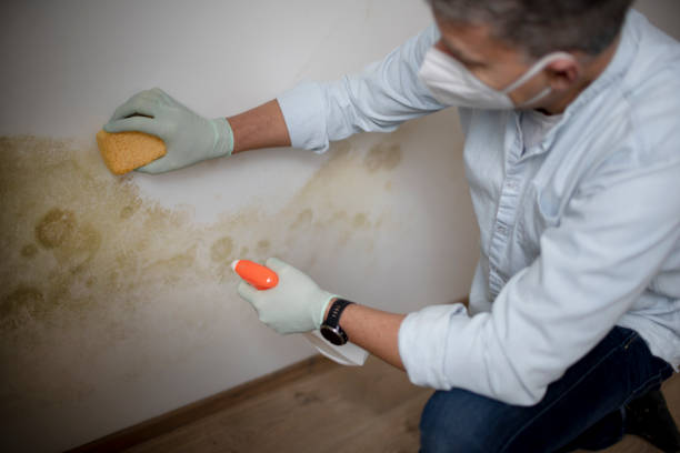 Breckenridge, CO Mold Removal Company