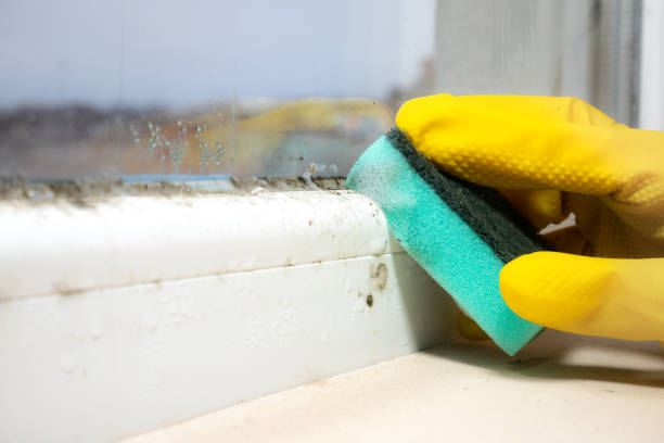 Best Toxic Mold Removal  in Breckenridge, CO