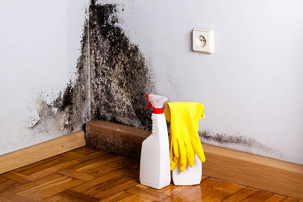 Office Mold Removal Services in Breckenridge, CO