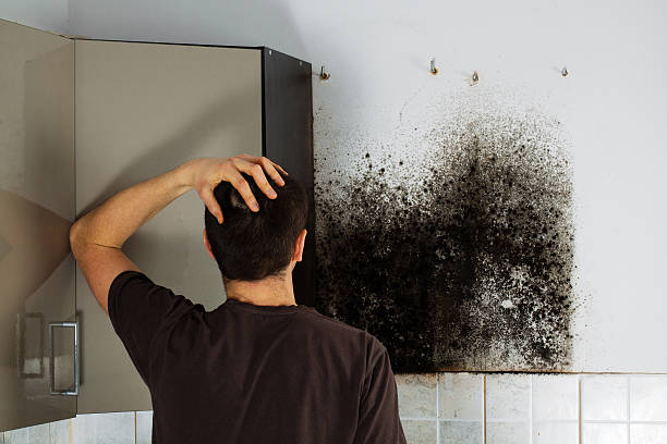 Best Toxic Mold Removal  in Breckenridge, CO