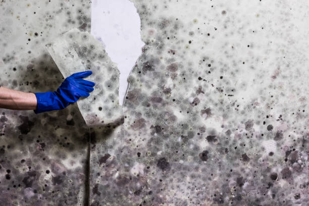 Best Home Mold Removal  in Breckenridge, CO